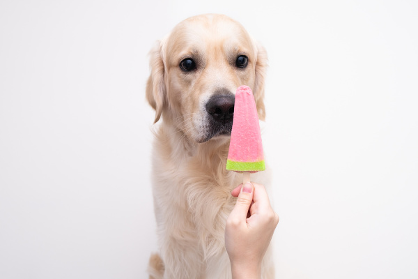 40 Easy and Healthy Homemade Dog Popsicles | If you want to know how to make homemade pupsicles for your pooch, this post is for you! We're sharing out best tips for making easy (and healthy) DIY popsicles your pup will love, and we've also curated 40 simple recipes using ingredients you probably already have on hand. From frozen watermelon and banana strawberry pops, to peanut butter and blueberry 'gourmet' dog treats, these recipes will not disappoint!